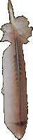 Red Hawk feather